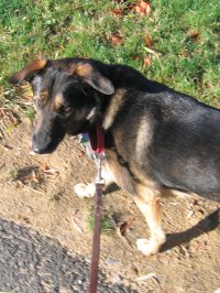 Emmy, on a walk